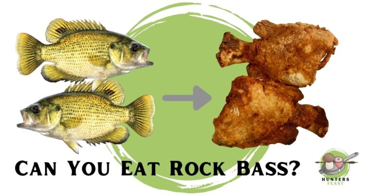 Can You Eat Rock Bass? (Explained)