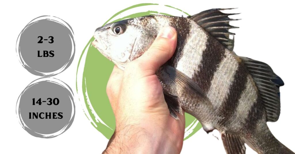 Are Black Drum Good to Eat?