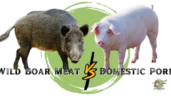 Wild Boar Meat Vs Domestic Pork